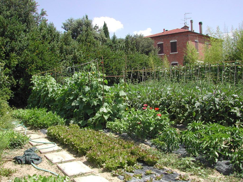 Villa La Lodola Foiano Della Chiana Exteriér fotografie